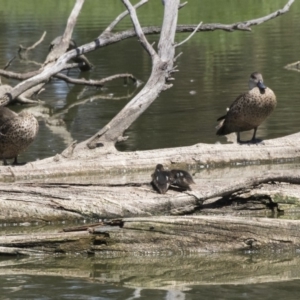 Anas gracilis at Fyshwick, ACT - 6 Feb 2019