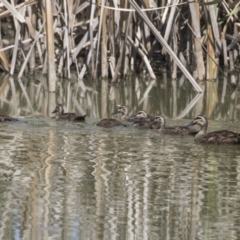 Anas superciliosa (Pacific Black Duck) at Fyshwick Sewerage Treatment Plant - 6 Feb 2019 by AlisonMilton