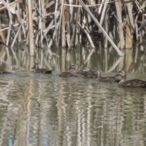 Anas superciliosa at Fyshwick Sewerage Treatment Plant - 6 Feb 2019