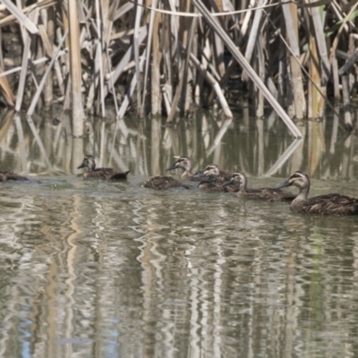 Anas superciliosa (Pacific Black Duck) at Fyshwick Sewerage Treatment Plant - 6 Feb 2019 by AlisonMilton