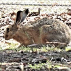 Lepus capensis (Brown Hare) at Mulligans Flat - 6 Feb 2019 by JohnBundock