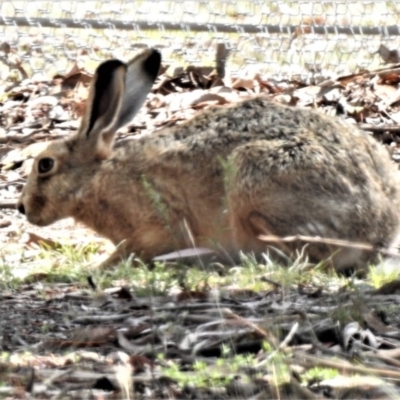 Lepus capensis (Brown Hare) at Forde, ACT - 6 Feb 2019 by JohnBundock