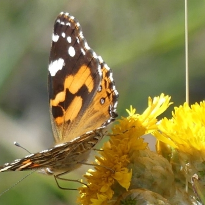 Vanessa kershawi (Australian Painted Lady) at Cotter River, ACT - 6 Feb 2019 by SandraH