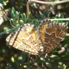 Chrysolarentia heterotropa (White-lined Carpet) at Namadgi National Park - 5 Feb 2019 by SandraH