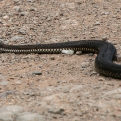 Austrelaps ramsayi (Highlands Copperhead) at Cotter River, ACT - 3 Feb 2019 by SWishart