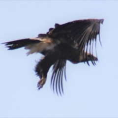 Aquila audax (Wedge-tailed Eagle) at Gundaroo, NSW - 16 Jan 2019 by Gunyijan