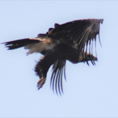 Aquila audax (Wedge-tailed Eagle) at Gundaroo, NSW - 16 Jan 2019 by Gunyijan