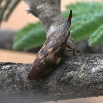 Philagra parva (Beaked spittlebug) at Majura, ACT - 1 Feb 2019 by jbromilow50