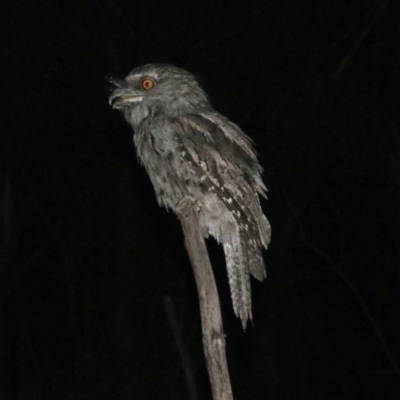 Podargus strigoides (Tawny Frogmouth) at Majura, ACT - 2 Feb 2019 by jb2602