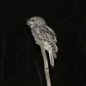 Podargus strigoides at Majura, ACT - 2 Feb 2019 08:40 PM