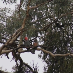 Callocephalon fimbriatum (Gang-gang Cockatoo) at Gundaroo, NSW - 20 Mar 2017 by Gunyijan