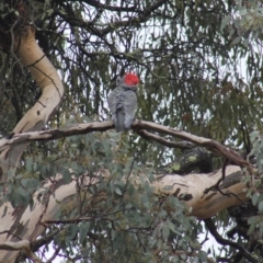 Callocephalon fimbriatum (Gang-gang Cockatoo) at Gundaroo, NSW - 21 Mar 2017 by Gunyijan