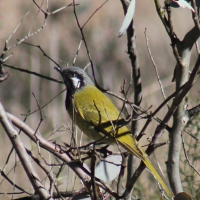 Nesoptilotis leucotis (White-eared Honeyeater) at Gundaroo, NSW - 26 Jul 2013 by Gunyijan