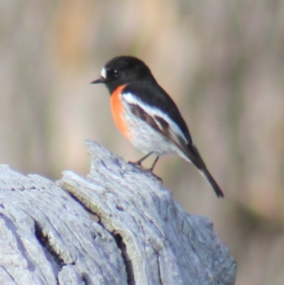 Petroica boodang (Scarlet Robin) at Gundaroo, NSW - 27 Jul 2013 by Gunyijan