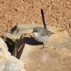 Malurus cyaneus at Gundaroo, NSW - 23 Jul 2018 12:03 PM