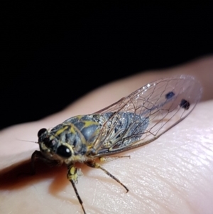 Galanga labeculata at Florey, ACT - 6 Feb 2019 10:44 PM