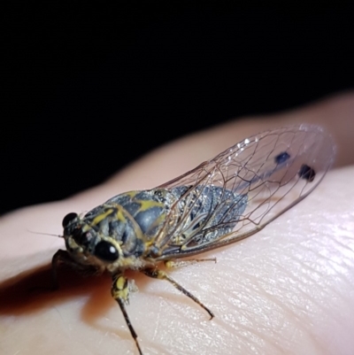 Galanga labeculata (Double-spotted cicada) at Florey, ACT - 6 Feb 2019 by nimma