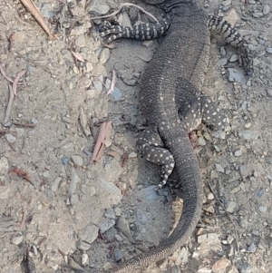 Varanus varius at Gundaroo, NSW - 1 Jan 2018