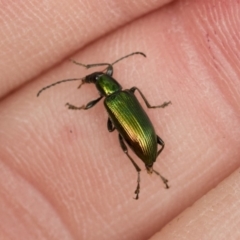 Lepturidea viridis (Green comb-clawed beetle) at Michelago, NSW - 16 Dec 2018 by Illilanga