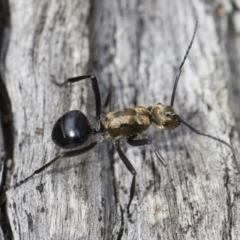 Polyrhachis semiaurata (A golden spiny ant) at Michelago, NSW - 22 Dec 2018 by Illilanga