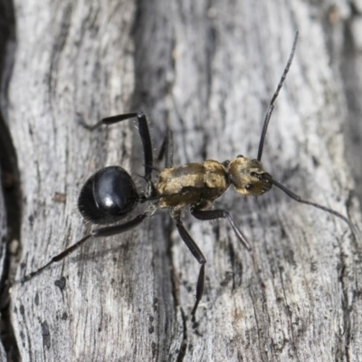 Polyrhachis semiaurata (A golden spiny ant) at Michelago, NSW - 22 Dec 2018 by Illilanga