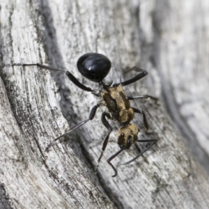 Polyrhachis semiaurata at Michelago, NSW - 22 Dec 2018