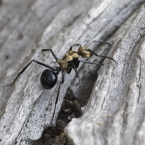 Polyrhachis semiaurata at Michelago, NSW - 22 Dec 2018