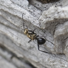 Polyrhachis semiaurata at Michelago, NSW - 22 Dec 2018