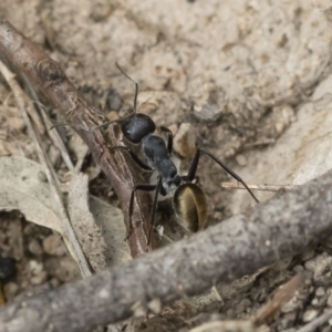 Camponotus suffusus at Michelago, NSW - 16 Dec 2018 03:40 PM