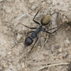 Camponotus suffusus at Michelago, NSW - 16 Dec 2018 03:40 PM