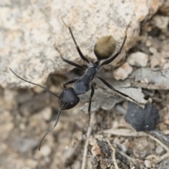 Camponotus suffusus at Michelago, NSW - 16 Dec 2018 03:40 PM