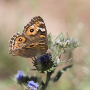 Junonia villida at Michelago, NSW - 12 Jan 2019