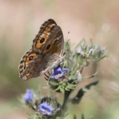 Junonia villida at Michelago, NSW - 12 Jan 2019