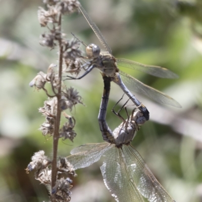 Orthetrum caledonicum (Blue Skimmer) at Michelago, NSW - 12 Jan 2019 by Illilanga