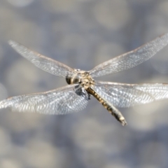 Hemicordulia tau (Tau Emerald) at Michelago, NSW - 11 Jan 2019 by Illilanga