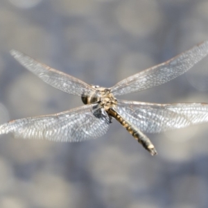 Hemicordulia tau at Michelago, NSW - 12 Jan 2019