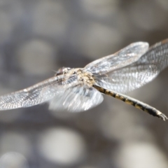 Hemicordulia tau at Michelago, NSW - 12 Jan 2019