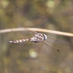 Adversaeschna brevistyla (Blue-spotted Hawker) at Michelago, NSW - 12 Jan 2019 by Illilanga