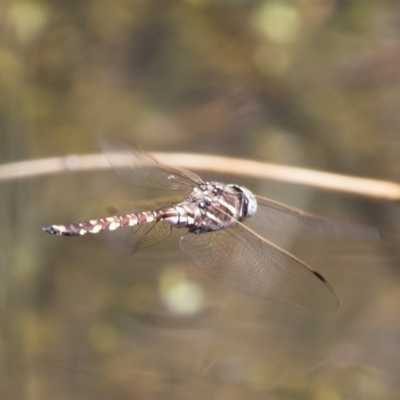 Adversaeschna brevistyla (Blue-spotted Hawker) at Michelago, NSW - 11 Jan 2019 by Illilanga