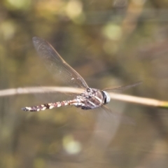 Adversaeschna brevistyla at Michelago, NSW - 12 Jan 2019 09:21 AM