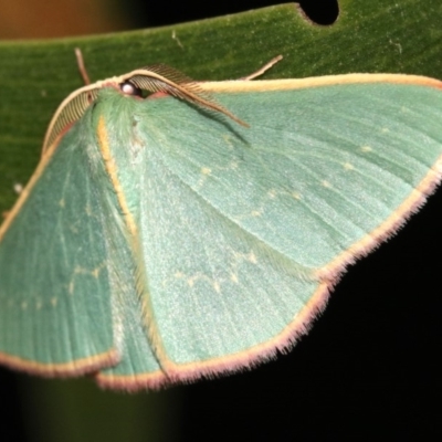 Chlorocoma dichloraria (Guenee's or Double-fringed Emerald) at Ainslie, ACT - 6 Feb 2019 by jb2602