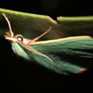 Chlorocoma dichloraria at Ainslie, ACT - 6 Feb 2019