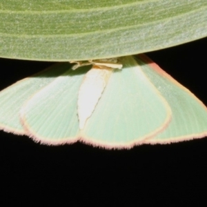 Chlorocoma dichloraria at Ainslie, ACT - 6 Feb 2019