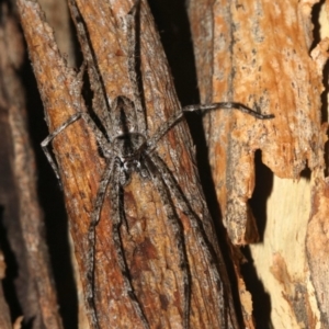 Holconia sp. (genus) at Ainslie, ACT - 6 Feb 2019 08:54 PM