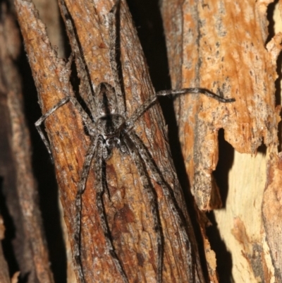 Holconia sp. (genus) (Unidentified Holconia huntsman) at Mount Ainslie - 6 Feb 2019 by jb2602