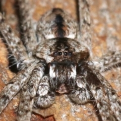 Holconia sp. (genus) at Ainslie, ACT - 6 Feb 2019 08:54 PM