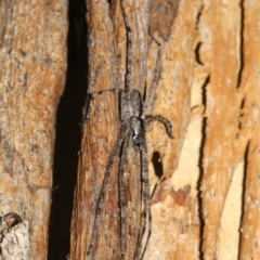 Holconia sp. (genus) at Ainslie, ACT - 6 Feb 2019 08:54 PM