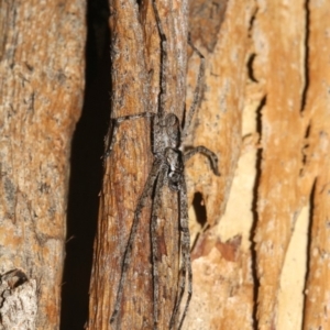 Holconia sp. (genus) at Ainslie, ACT - 6 Feb 2019 08:54 PM