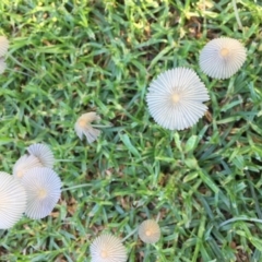Unidentified Cup or disk - with no 'eggs' at Burrill Lake, NSW - 28 Jan 2019 by Alilewis