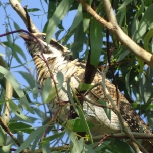 Eudynamys orientalis at Red Hill, ACT - 7 Feb 2019